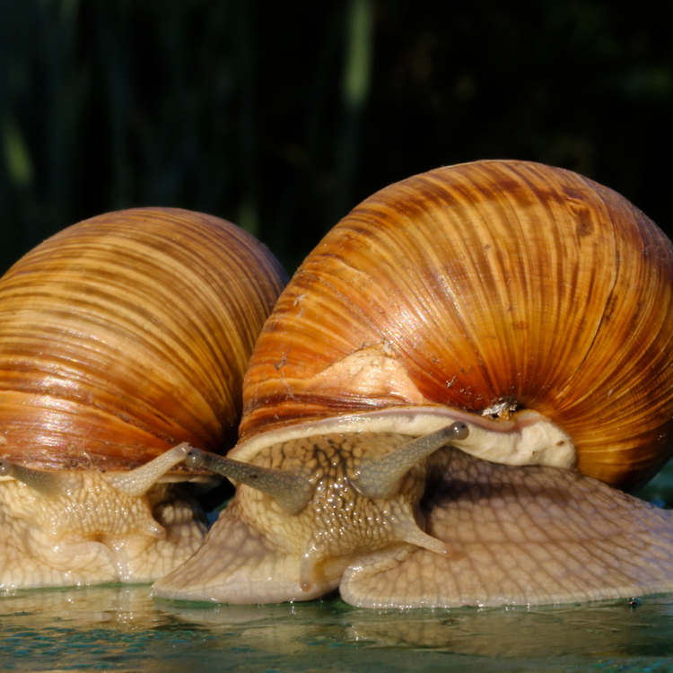 Soins à la Bave d'escargot