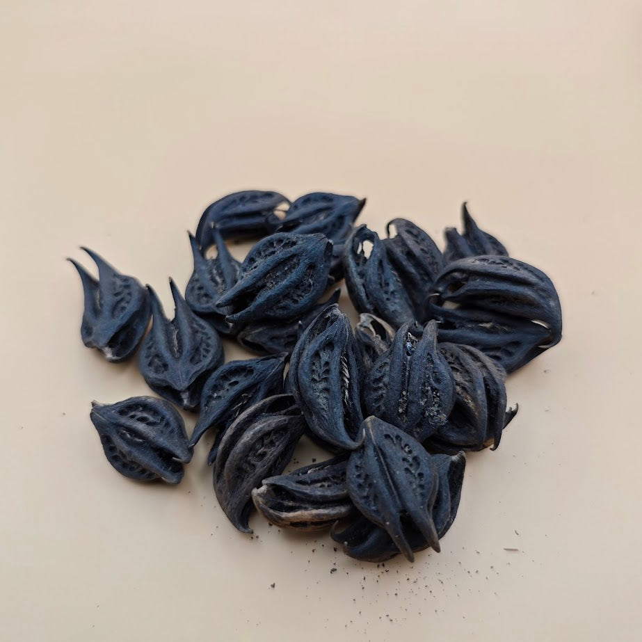 Griffe du lion : la plante africaine de protection, d’équilibre et de purification